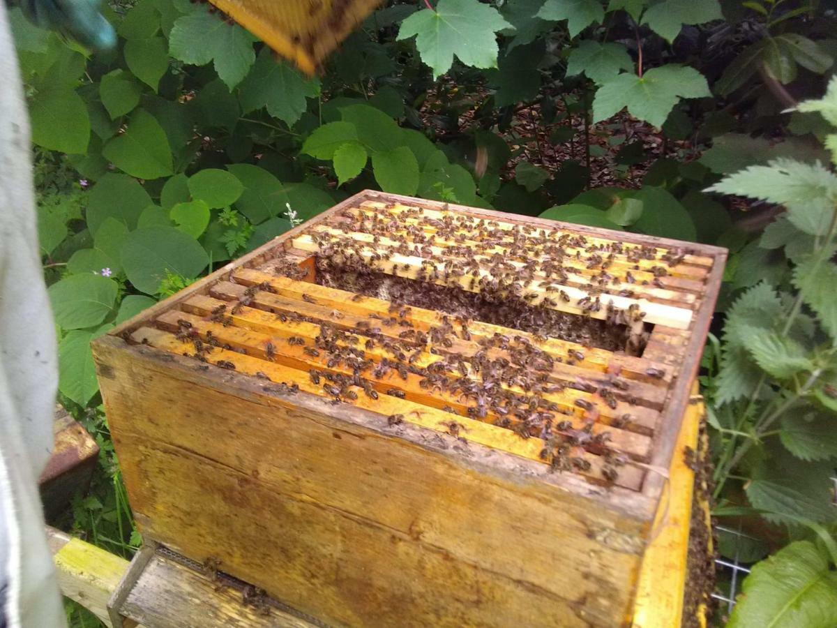 ホテル Castletownmoor Clinic & Permaculture Farm ケルズ エクステリア 写真